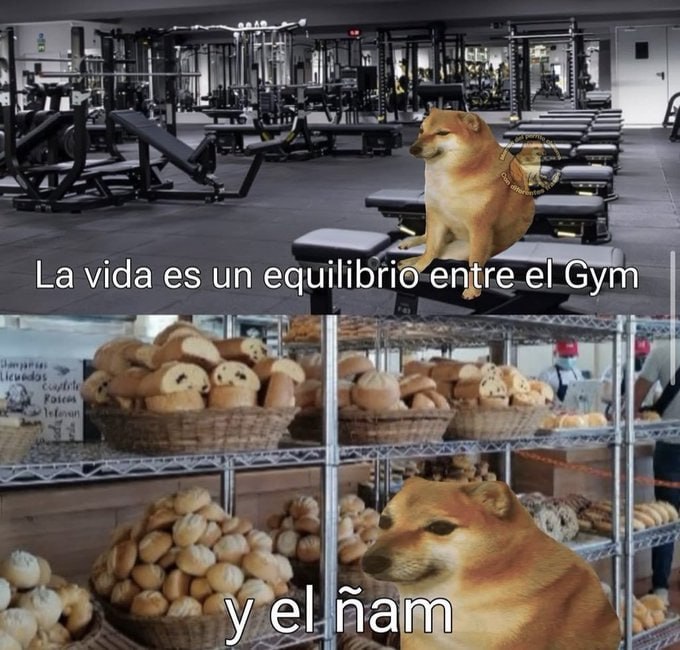 a dog that is sitting in a gym
